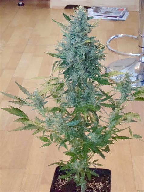moby dick autoflowering by dinafem seedfinder strain info