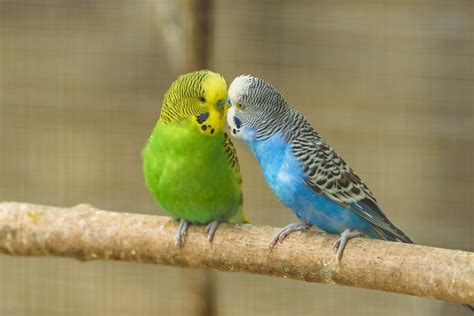 long  parakeets   average petsoid