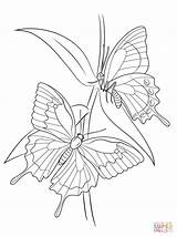Coloring Pages Ulysses Butterflies Drawing Supercoloring Printable Dot sketch template