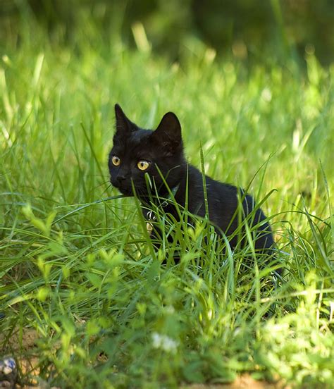 my black cat tailsy came back after being lost for a