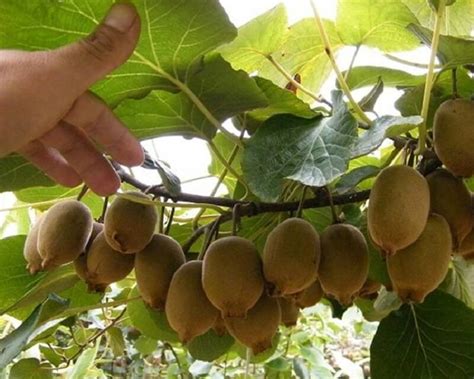kiwi fruit tree facts fruit trees