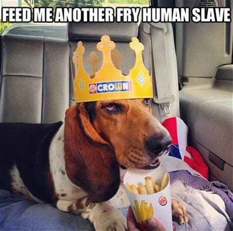50 Best Basset Hound Memes Of All Time Page 10 Of 11