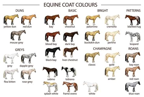 horse coats rcoolguides