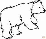 Oso Dibujo Orsi Feroci Grizzly Pardo Caminando Orso Outlines Stampare Lusso Tendencias Clipartmag Osos Urso sketch template