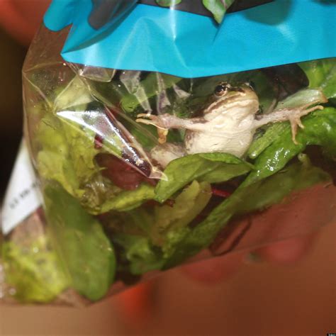 Picture Of The Day Live Frog Found In Waitrose Salad Bag