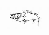 Outline Walleye Tattoo Fish Clipart Silhouette Tattoos Tribal Painting Fishing Salmon Dad Cliparts Animal Outlines Sketch Decal Ice Choose Board sketch template