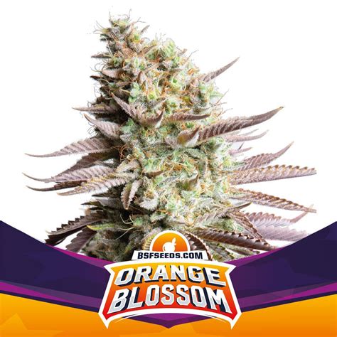 orange blossom informazioni varieta cannaconnectioncom