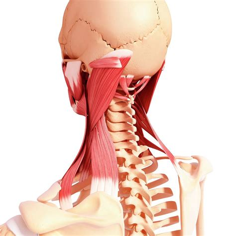 human neck musculature photograph  pixologicstudioscience photo library pixels