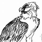 Drawing Vulture Bearded Sketch Drawings Choose Board Getdrawings sketch template