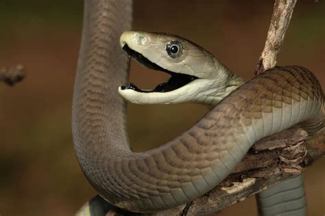 See The Heart Stopping Video Of An Impossibly Long Black Mamba That
