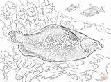 Coloring Pages Flounder Flowery sketch template