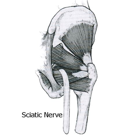 hip anatomy pictures function problems treatment