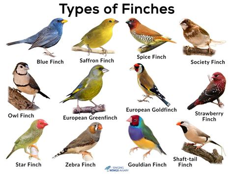 finches list  types  pictures care tips singing wings aviary