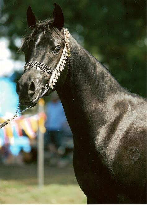 sale arabian stallion