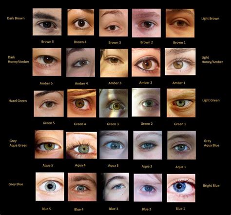 eye colour chart    real eyes eye color chart eye