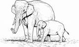 Elephant Mama Netart sketch template