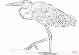 Heron Coloring Blue Great Pages Printable Template Sketch Categories sketch template
