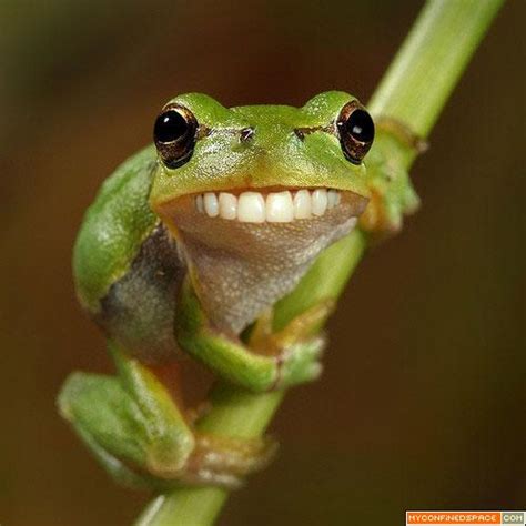 funny frog   funny animals
