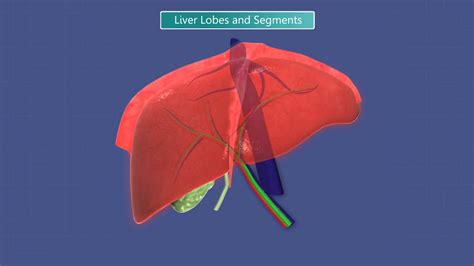 Animation Depicting The Human Liver Lobe And Segments Motion