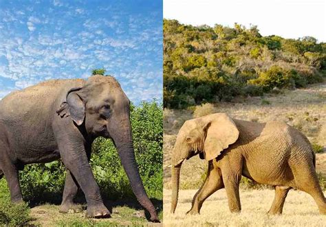 african  asian elephants  key differences compared storyteller