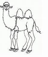 Camel Coloring Pages Kids sketch template
