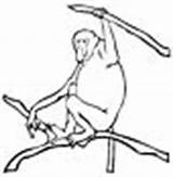 Proboscis Monkey Coloring Pages Animals sketch template