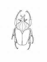 Escarabajos Beetle Scarabeo Goliath Darkling Beetles Coloringbay Printmania sketch template