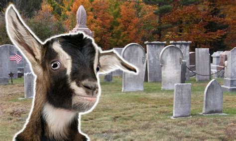 goats dying answered goat owner