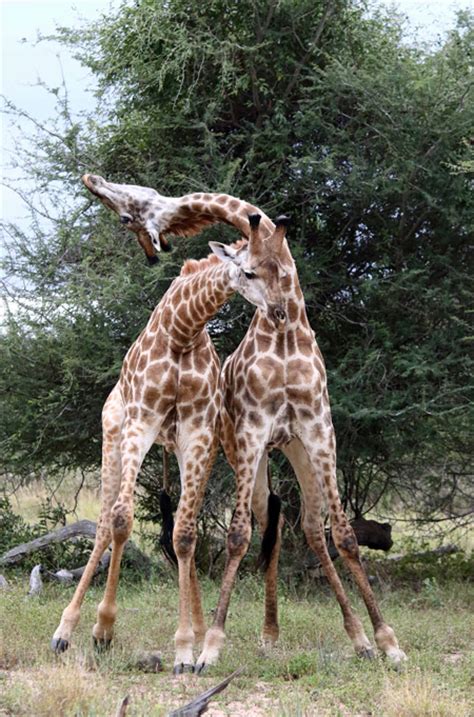 a giraffe same sex relationship africa geographic