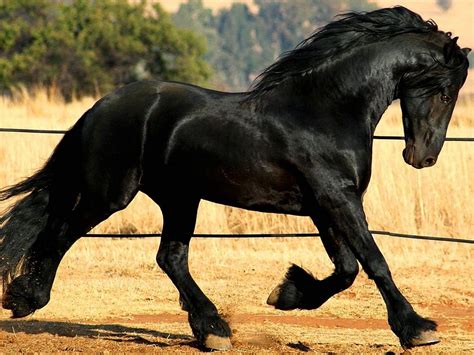 wallpapers black horse   hd wallpapers