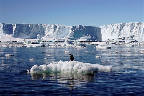 humanity  adapt  antarctic ice sheet continues  melt world