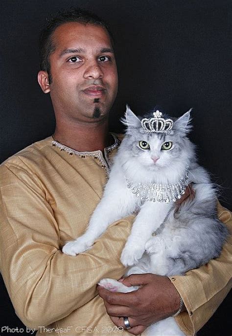 bling bling cat gatos animais rei  rainha