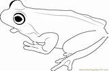Frog Coloringpages101 Getdrawings sketch template