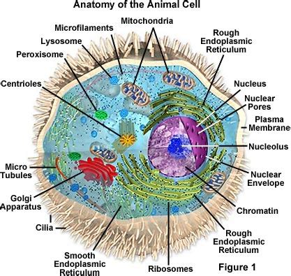 bio geo nerd cell organelles