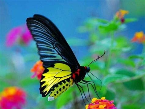 colorful butterfly gods beauty pinterest
