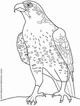 Falcon Animals Coloring sketch template