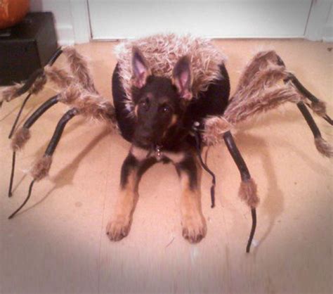 tarantula spider dog costume