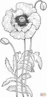 Poppy Coloring Drawing Drawings Flowers Flower Blossom Adult Poppies sketch template