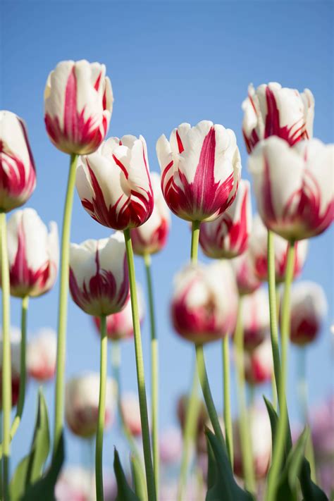 guide  growing tulips readers digest