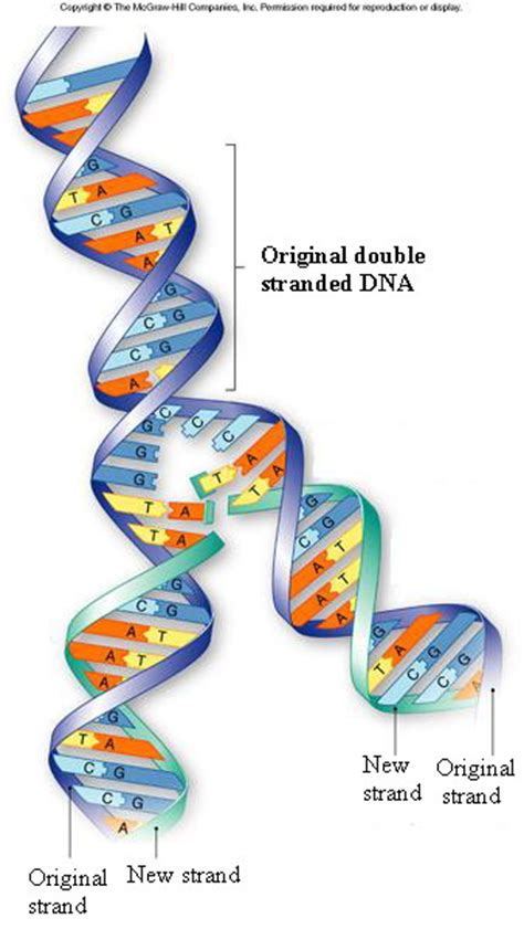 dna replication science biology
