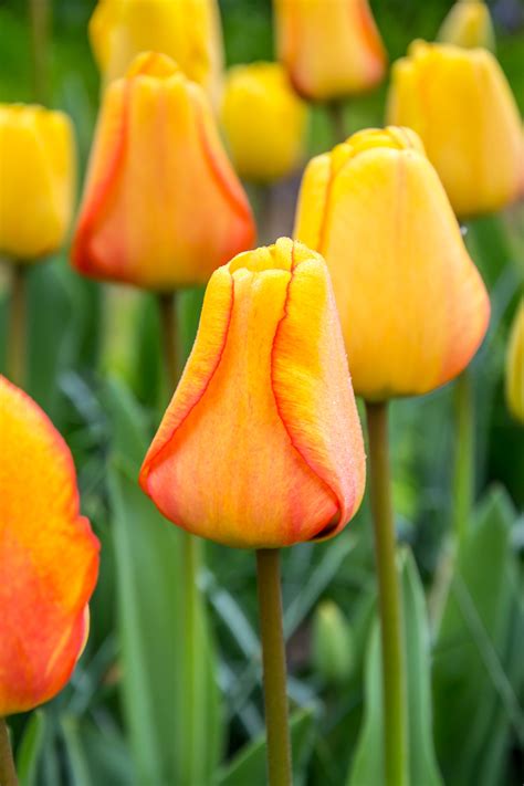 tulip blushing apeldoorn tyulpany