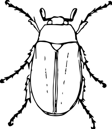 junebug clipart   cliparts  images  clipground