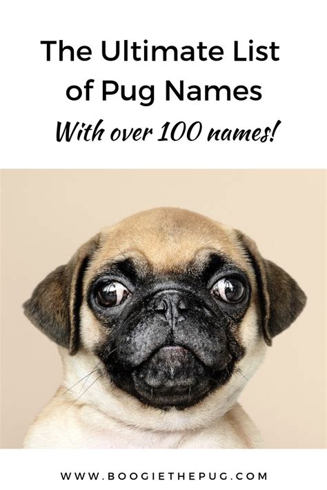 ultimate list  pug names pug names girl pug names girl dog names