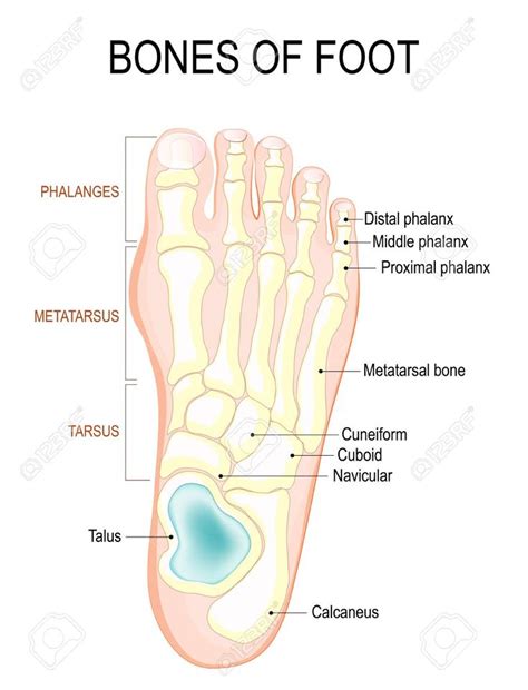 anatomy   foot google search human anatomy picture human body systems human foot