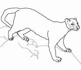 Fossa Coloring Pages Madagascar Printable Drawing Color Animals Categories Printables Supercoloring Crafts sketch template