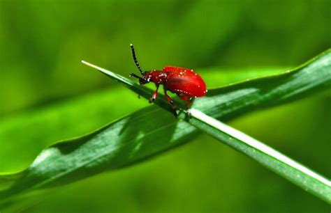bright red beetle