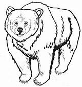 Bear Coloring Pages Print Kids sketch template