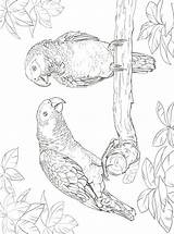 Papegaai Kleurplaat Papegaaien Persoonlijke sketch template