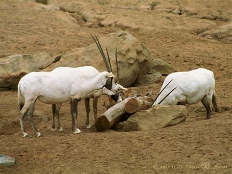 arabian oryx oryx leucoryx image