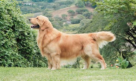Cuatro Claves Que Hacen Del Golden Retriever El Mejor Perro Para Tener